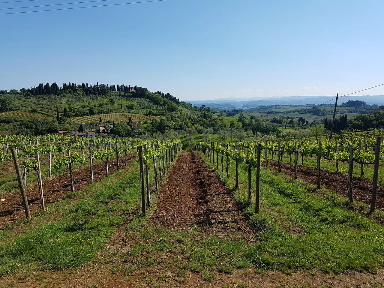 brunello-chianti-classico-e-bolgheri-insieme-per-vini-per-la-pace-a-sostegno-dei-progetti-della-caritas-diocesana-per-lucraina